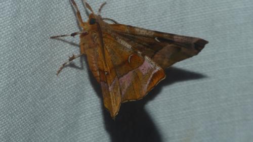 Selenia tetralunaria
